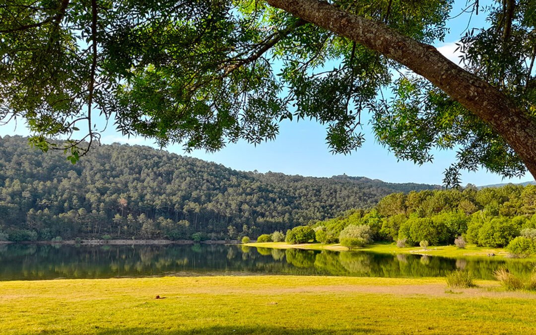 Lucios, carpas, primavera y verano
